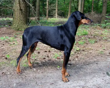 Doberman Pinscher