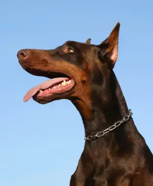 Doberman Pinscher