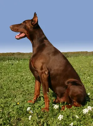 Doberman Pinscher