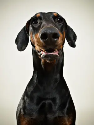 Doberman Pinscher