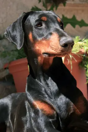 Doberman Pinscher