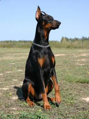 Doberman Pinscher