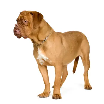 Dogue de Bordeaux