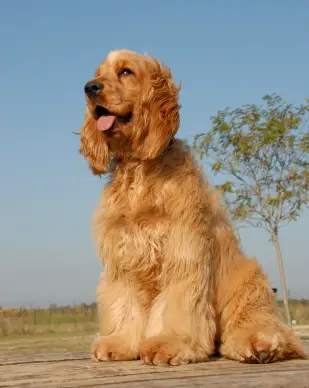 English Cocker Spaniel