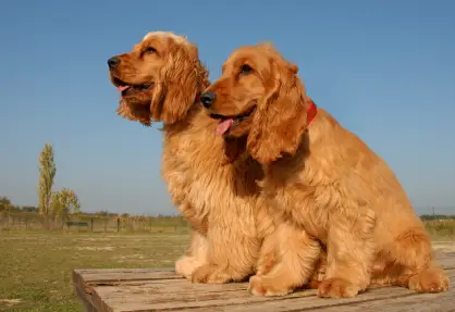 English Cocker Spaniel