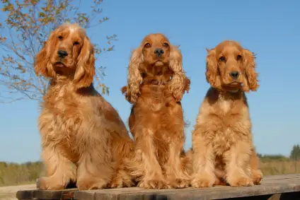 English Cocker Spaniel