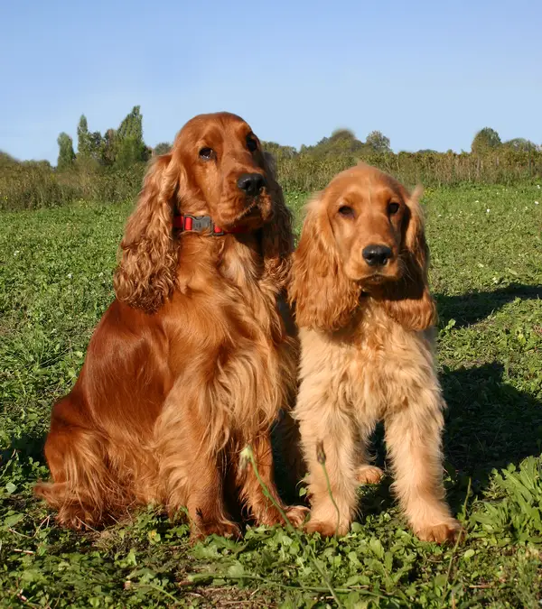 the english cocker spaniel