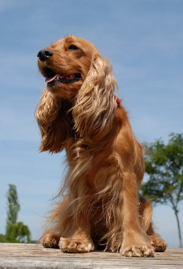 English Cocker Spaniel