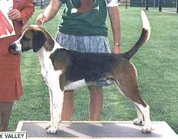 English Foxhound