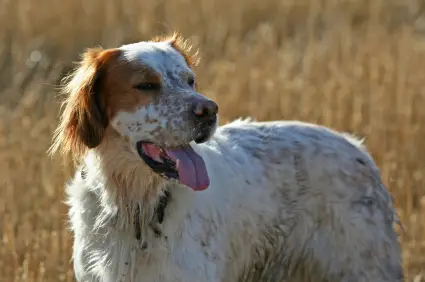 English Setter