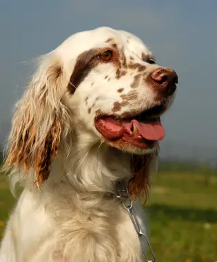 English Setter