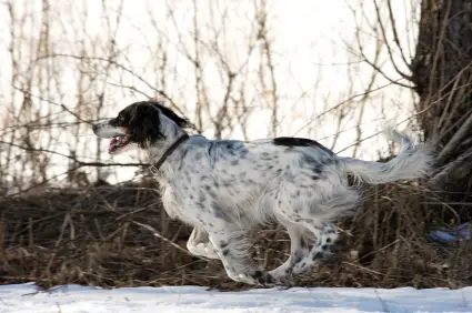 English Setter