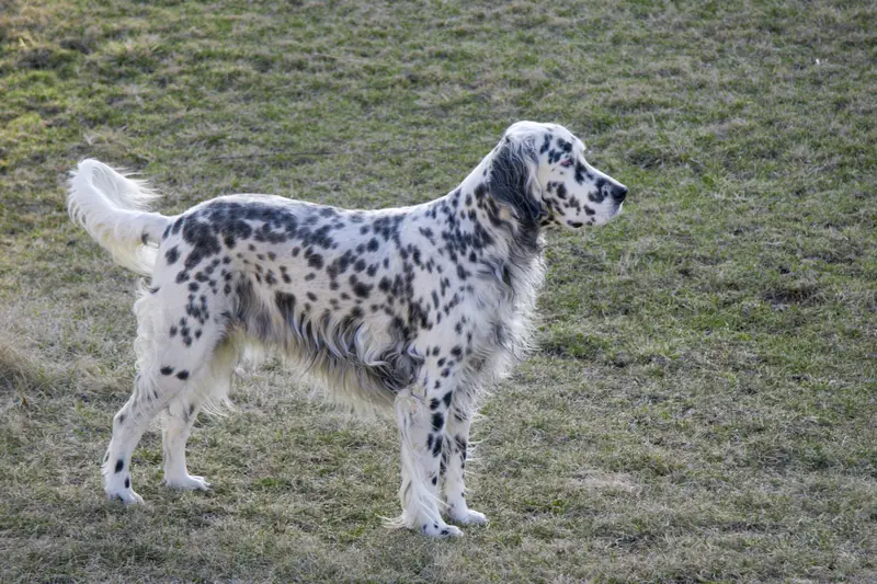 English Setter