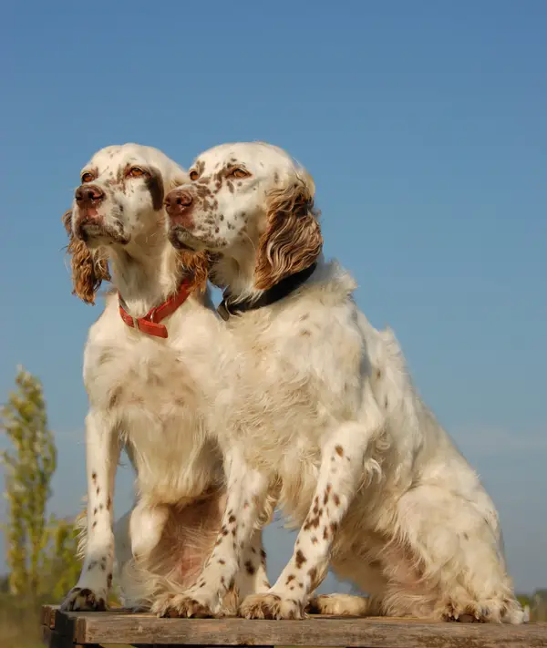 English Setter