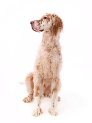 English Setter