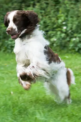 English Springer Spaniel