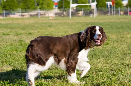 English Springer Spaniel