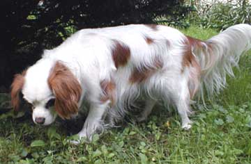 English Toy Spaniel