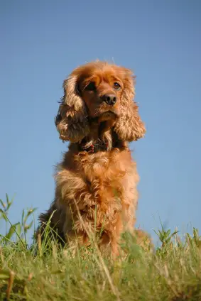 Field Spaniel