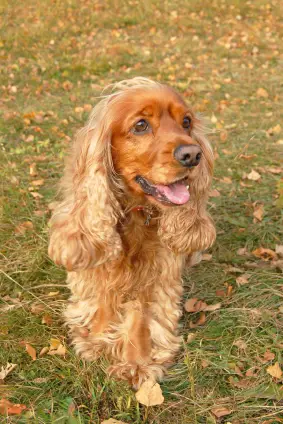 Field Spaniel