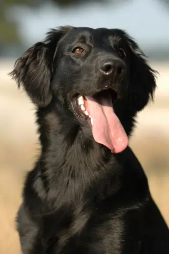 Flat-Coated Retriever