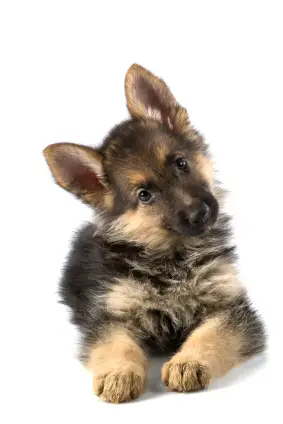 German Shepherd Dog