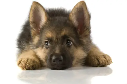 German Shepherd Dog