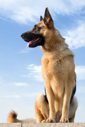German Shepherd Dog