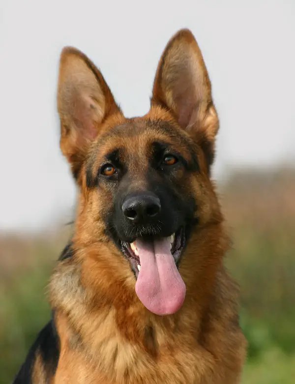 German Shepherd Dog