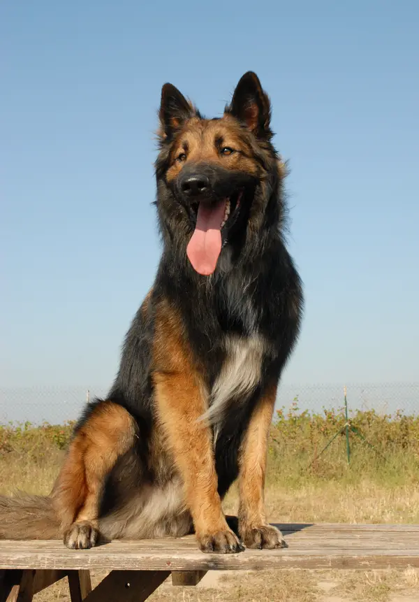 German Shepherd Dog