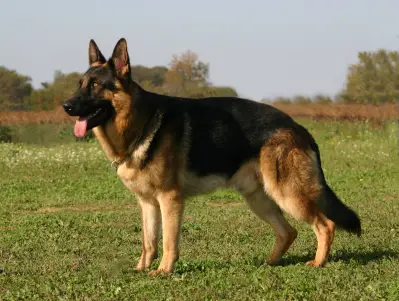 German Shepherd Dog