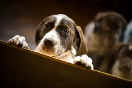 German Shorthaired Pointer