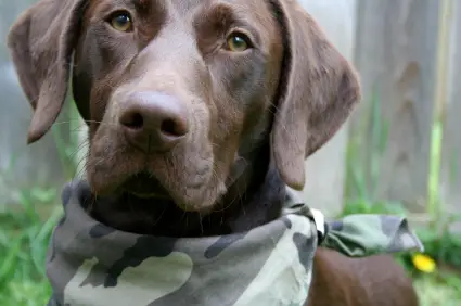 German Shorthaired Pointer