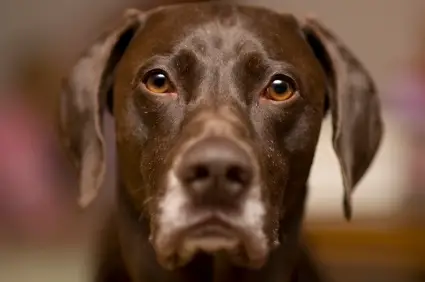 German Shorthaired Pointer