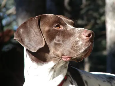 German Shorthaired Pointer