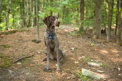 German Shorthaired Pointer