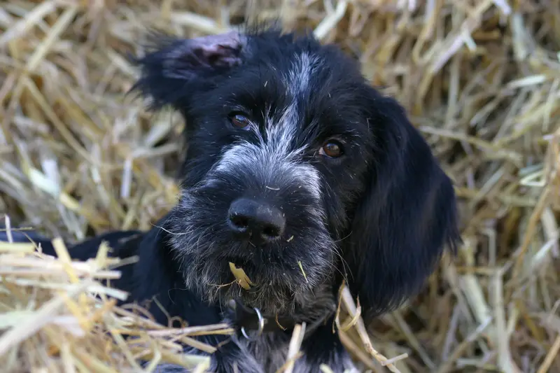 German Wirehaired Pointer