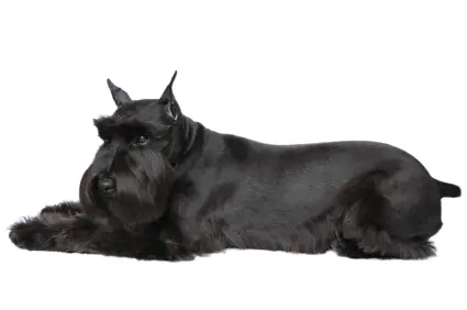 Giant Schnauzer