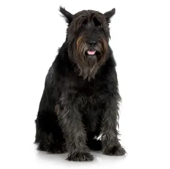 Giant Schnauzer