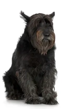 Giant Schnauzer