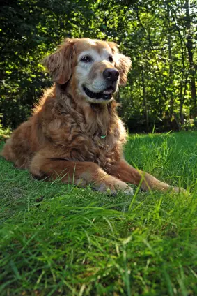 Golden Retriever