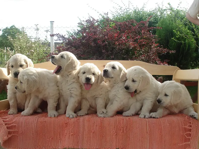 Puppies