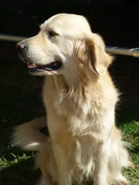 Daisy