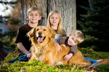 Golden Retriever