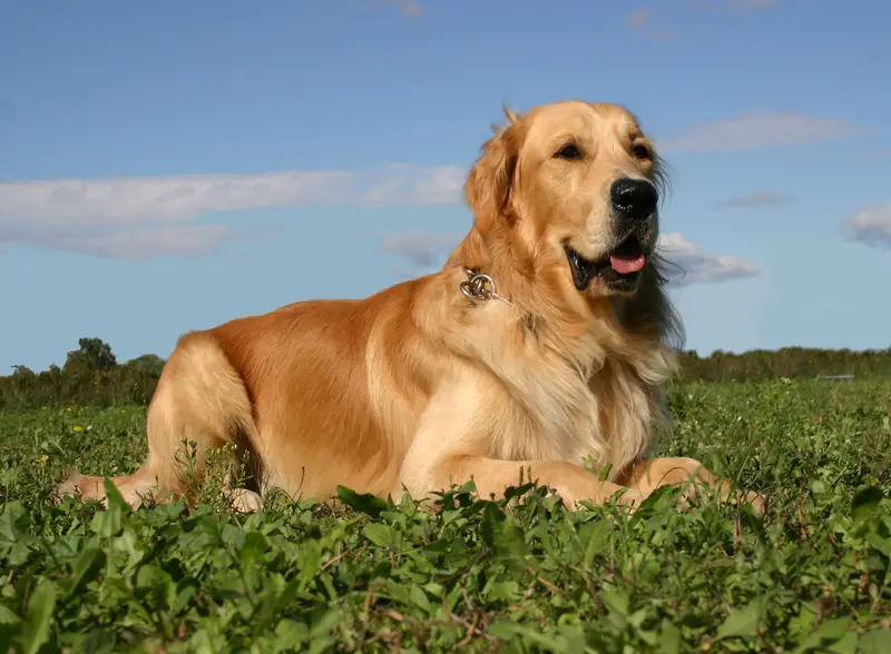 Golden Retriever