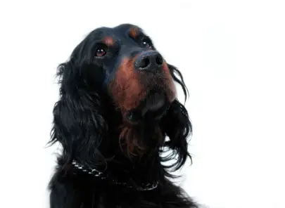 Gordon Setter