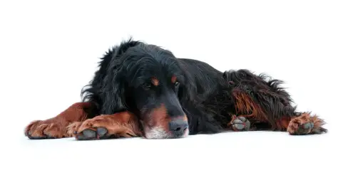 Gordon Setter