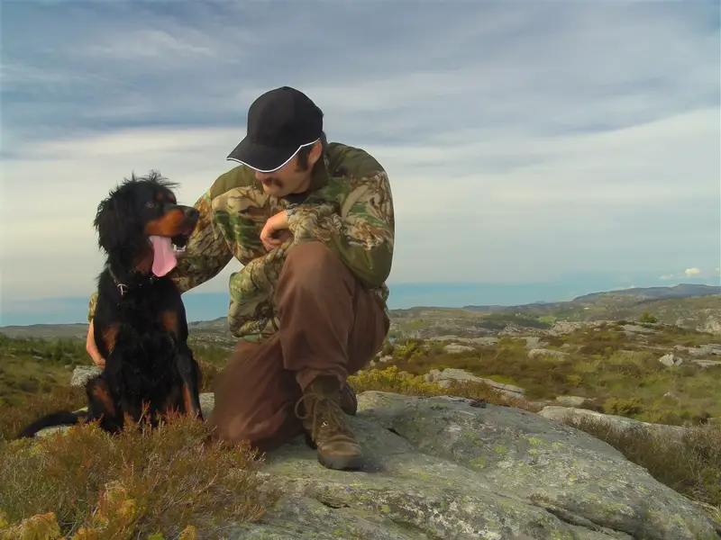 Gordon Setter