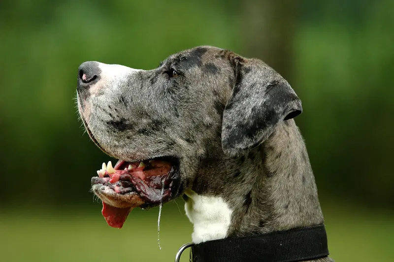 Great Dane