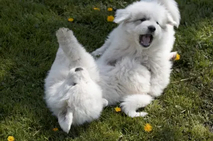 Great Pyrenees